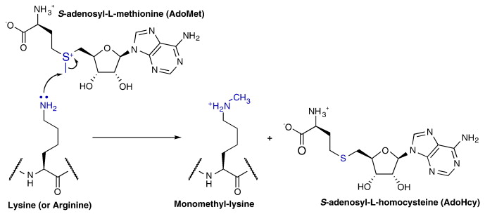 Methylation.jpg