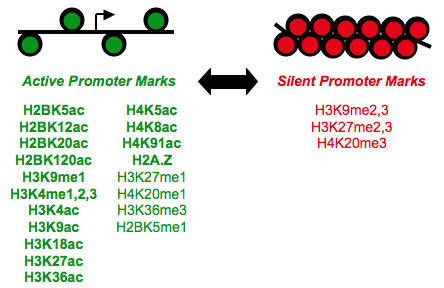 chromatin.png