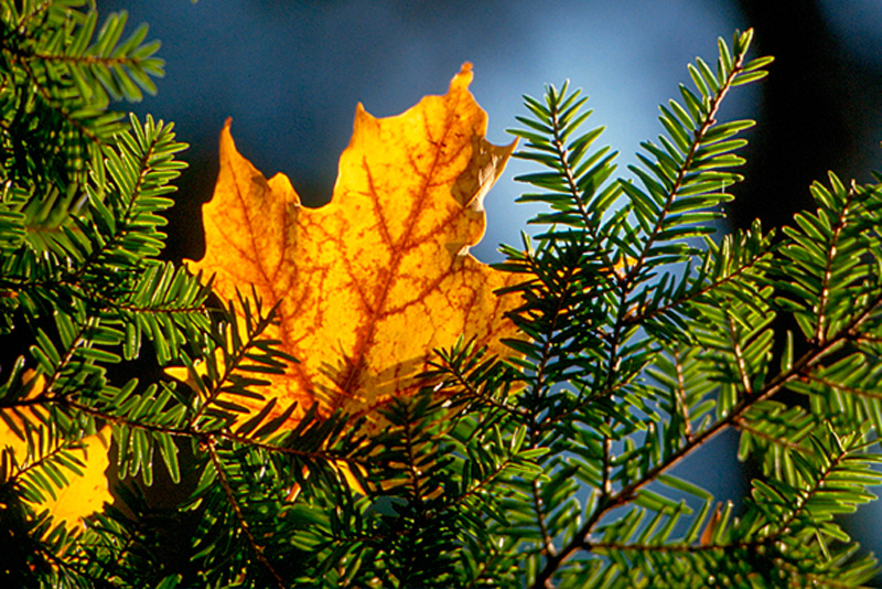 COPYRIGHT-BARBARA-HAYWARD-PHOTOGRAPHER--LAKE-PLACID-ADIRONDACKS-MAPLE-LEAF-EVERGREEN.jpg