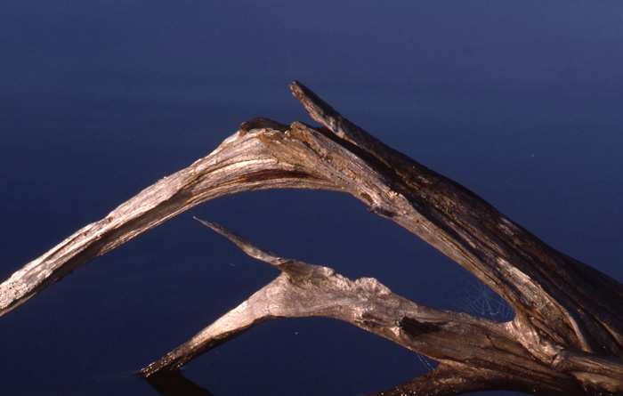 COPYRIGHT-BARBARA-HAYWARD-PHOTOGRAPHER--LAKE-PLACID-ADIRONDACKS-DRIFTWOOD-WHITEFACE-BAY.jpg