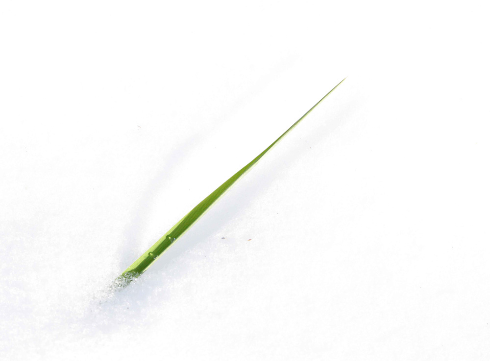 COPYRIGHT-BARBARA-HAYWARD-GRASS-SNOW-12.19.13-9762-WEB-1000.jpg