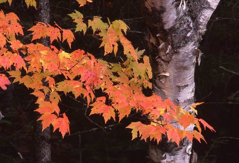 COPYRIGHT-BARBARA-HAYWARD-PHOTOGRAPHER--LAKE-PLACID-ADIRONDACKS-MAPLE-LEAVES-BIRCH-TREE.jpg