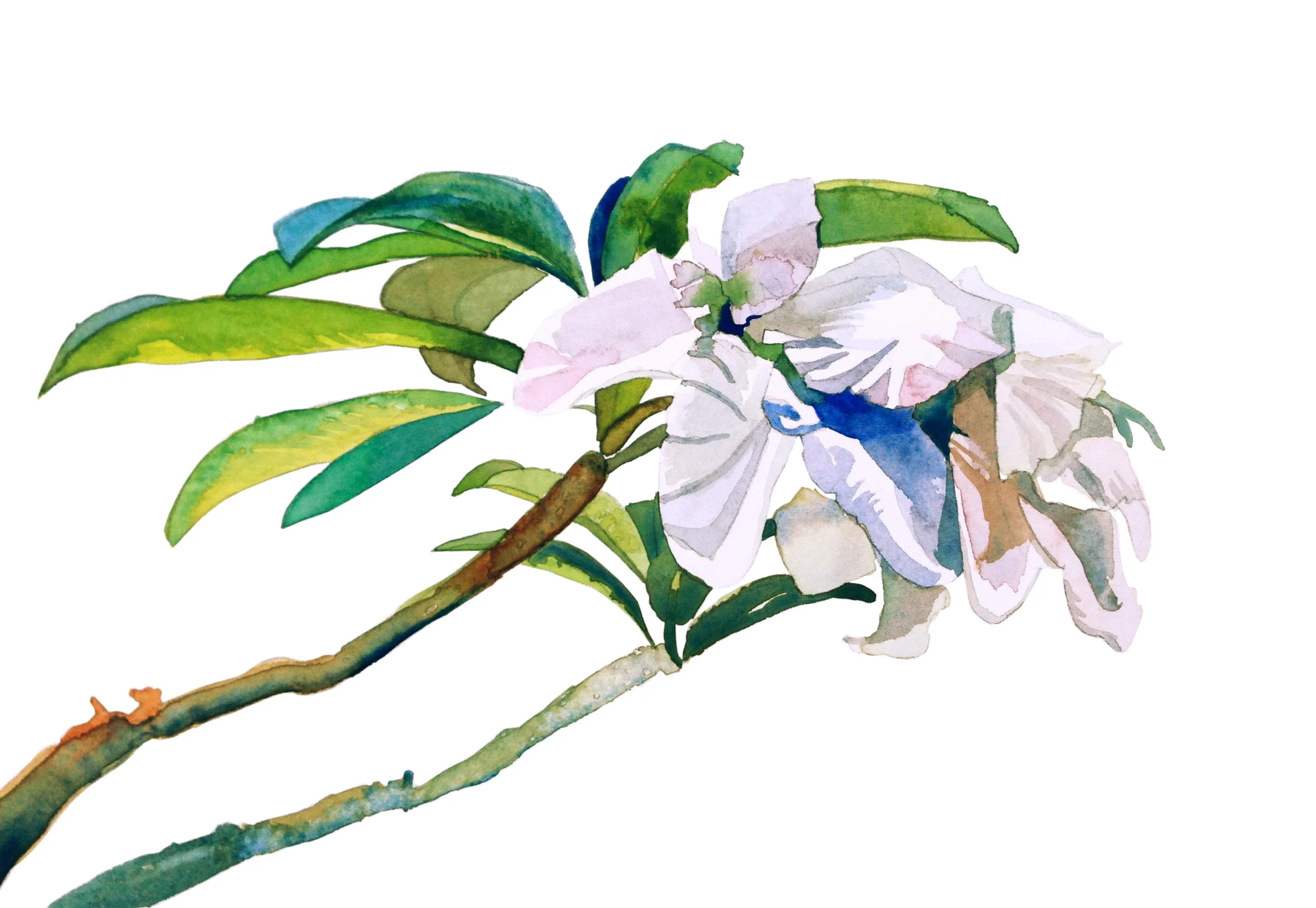 white:  desert rose