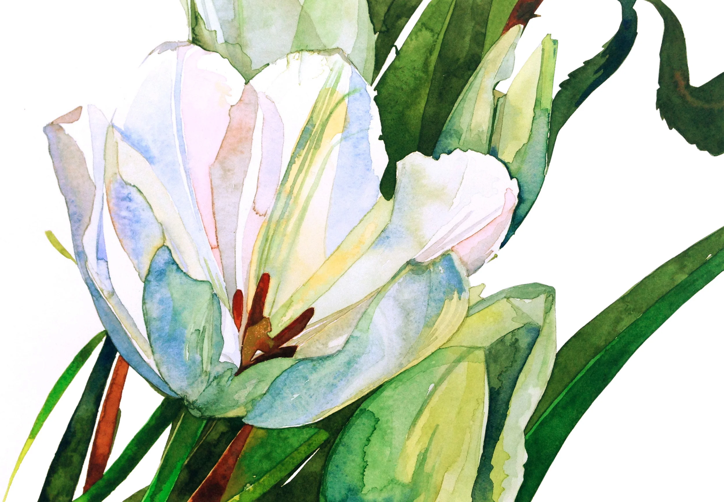 white:  tulip