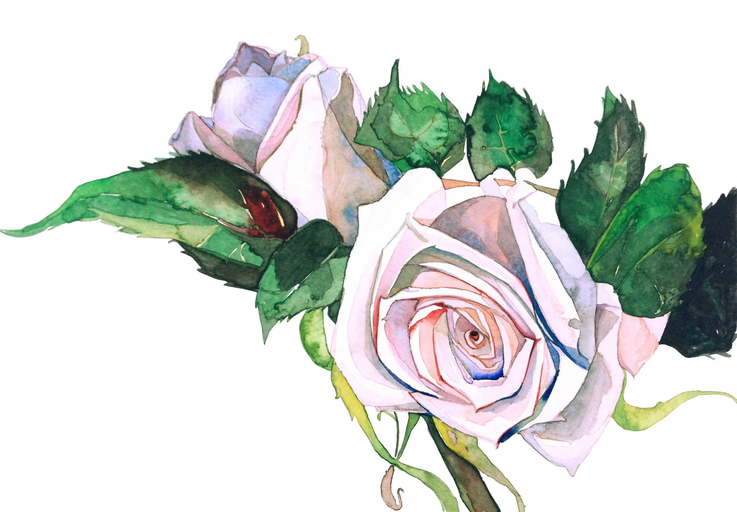 white:  rosie