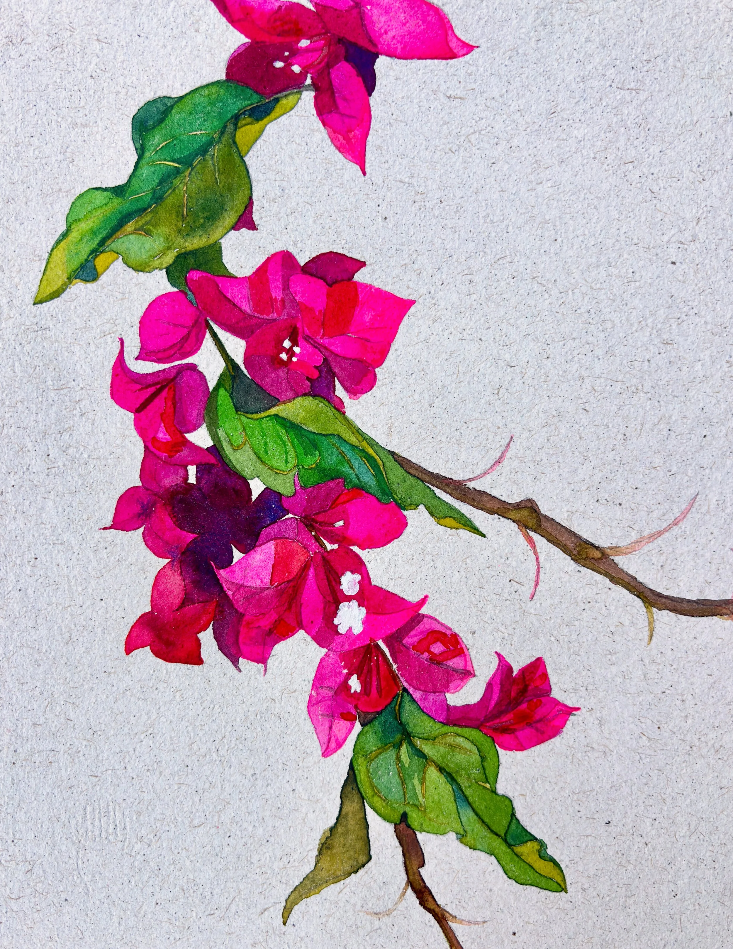 bougainvillea.jpg