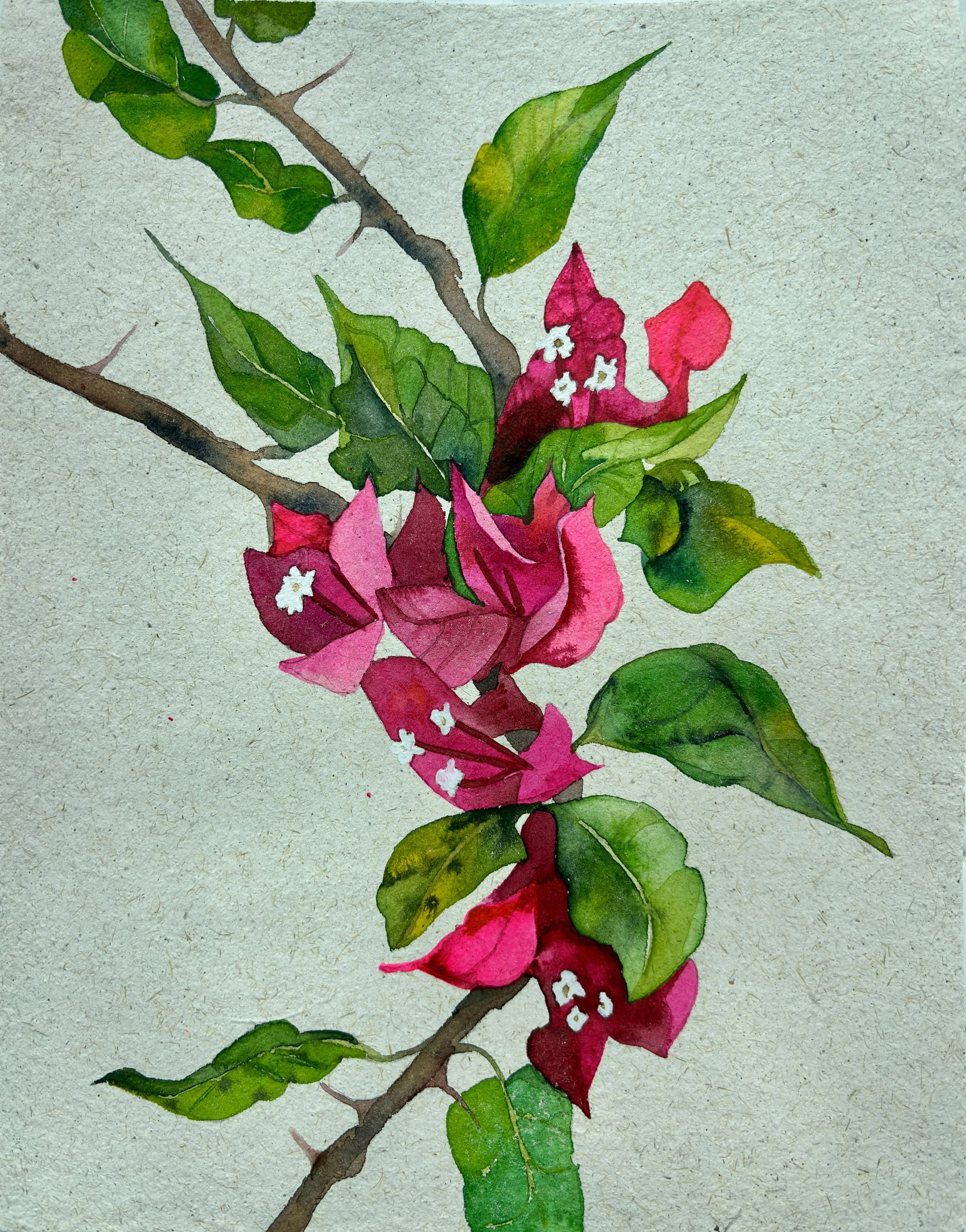 Transplants: Bougainvillea II  by Michelle Sindha Thomas