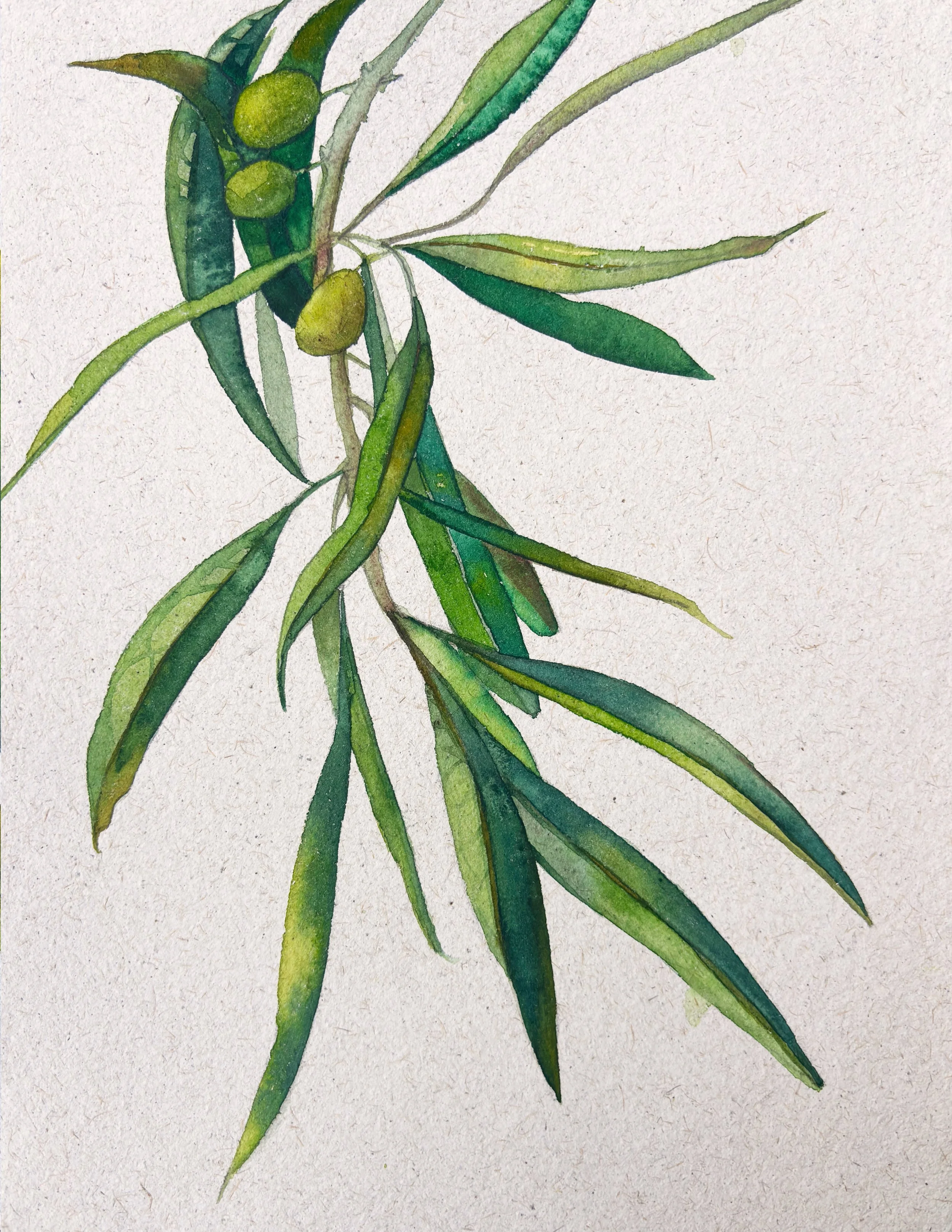 olive.jpg