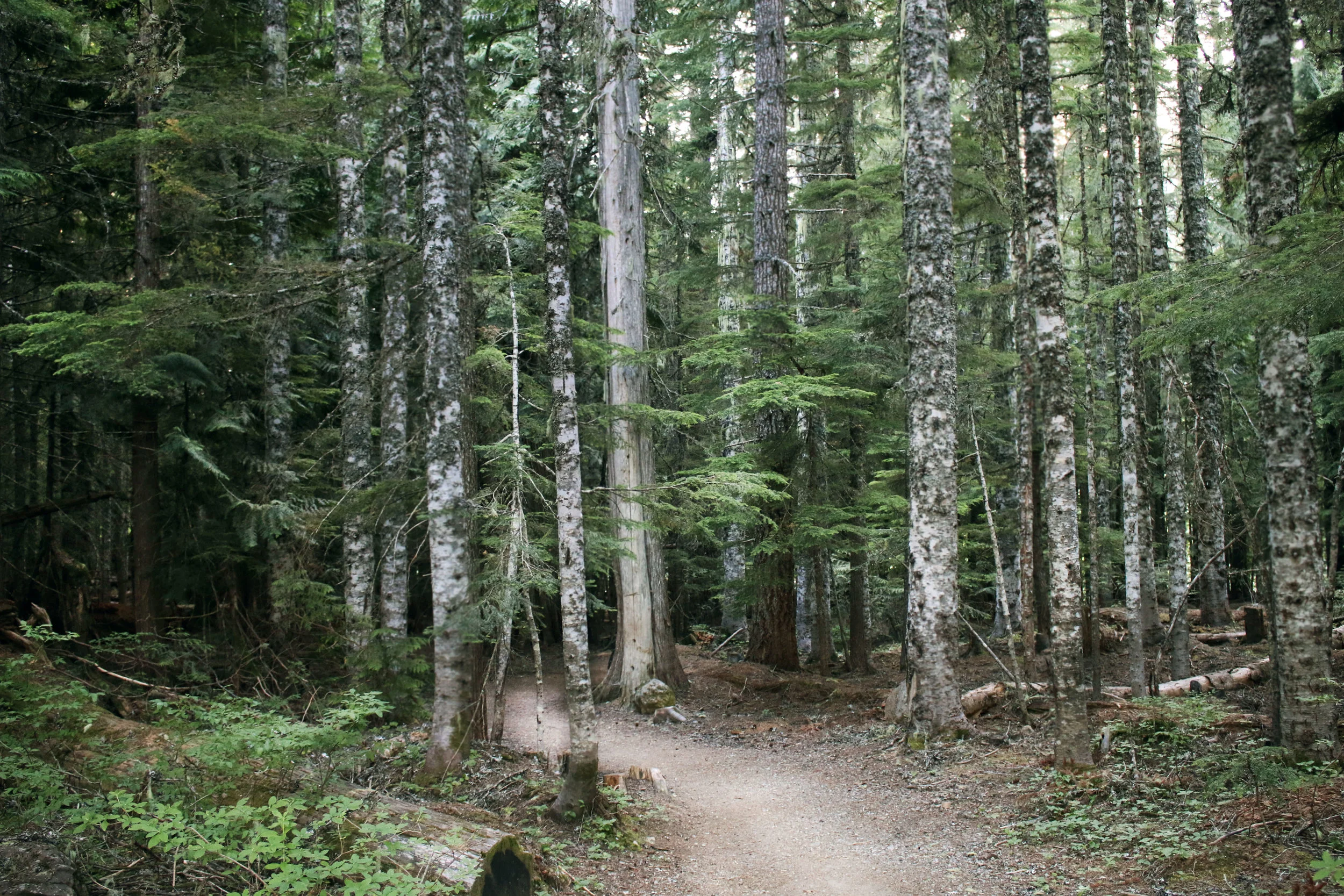 trillium7.jpg