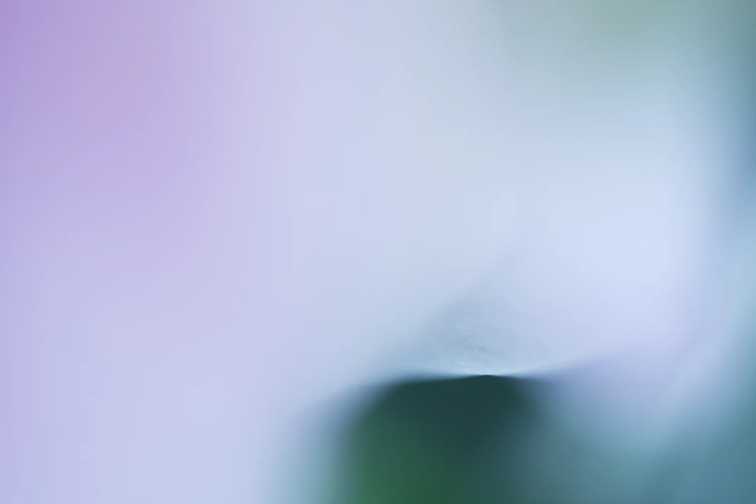 Tulip Series III, no. 3