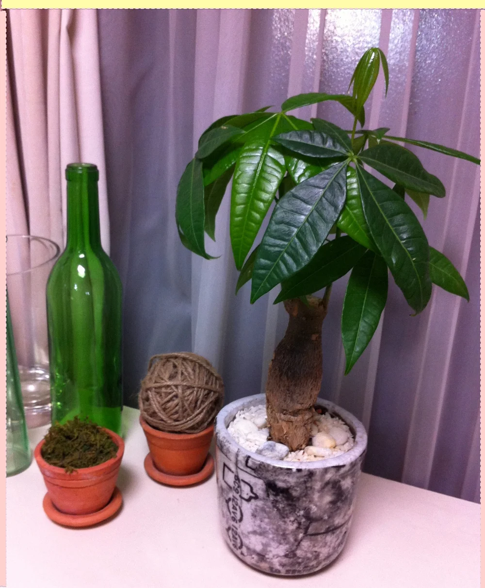 癒しのgreen Rika Goto