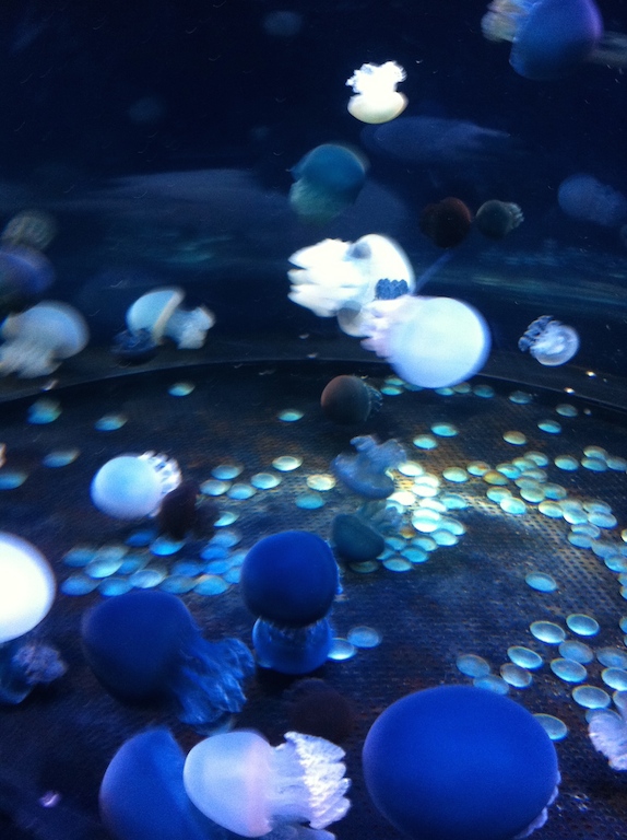 青クラゲ〜〜〜