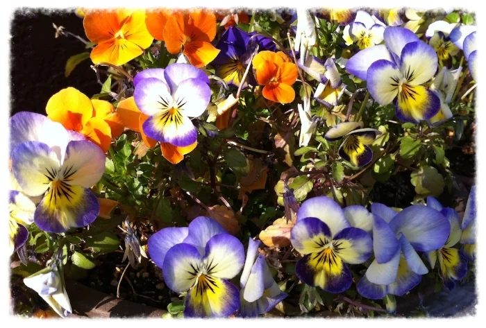 いろいろな色の花がみんなきれいに咲いて、花束みたいになるといいね〜♡