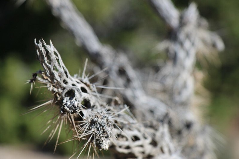 Rains Retreat Desert Daywander, 3-Day Program