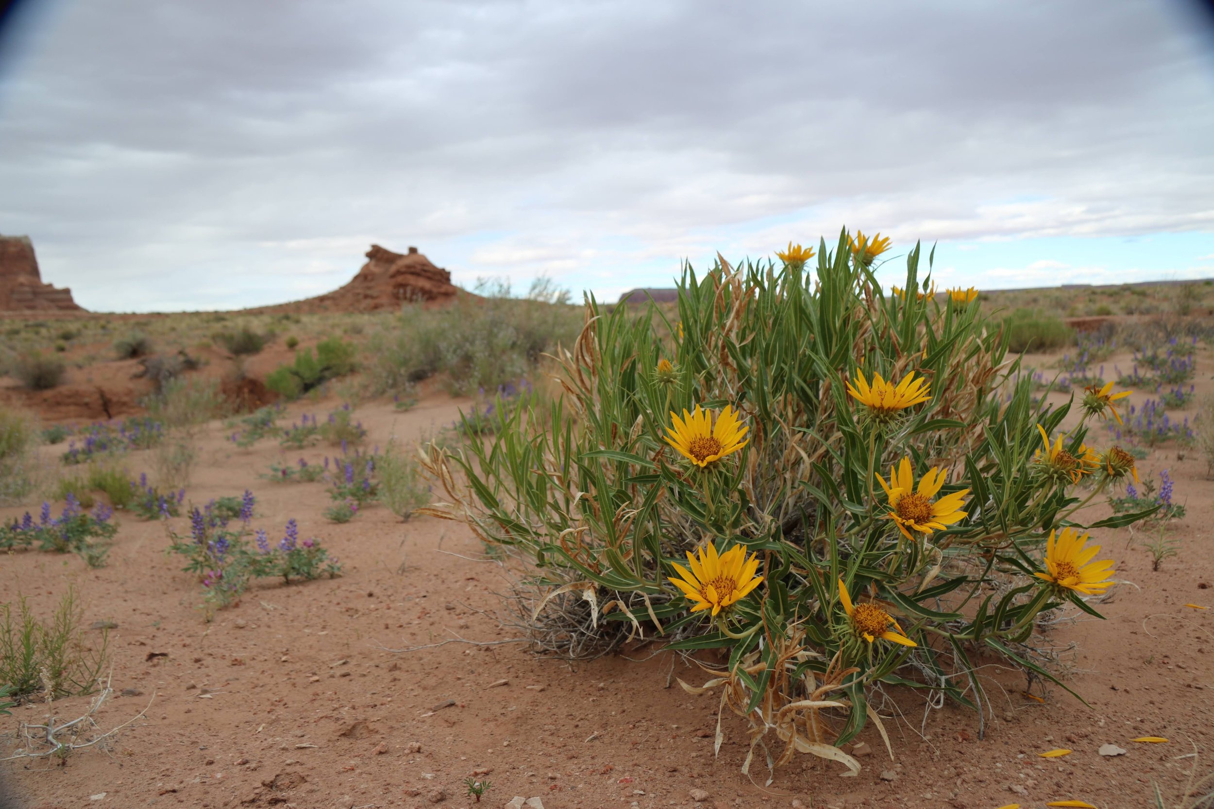 Spring Equinox Daywander, 3-Day Program