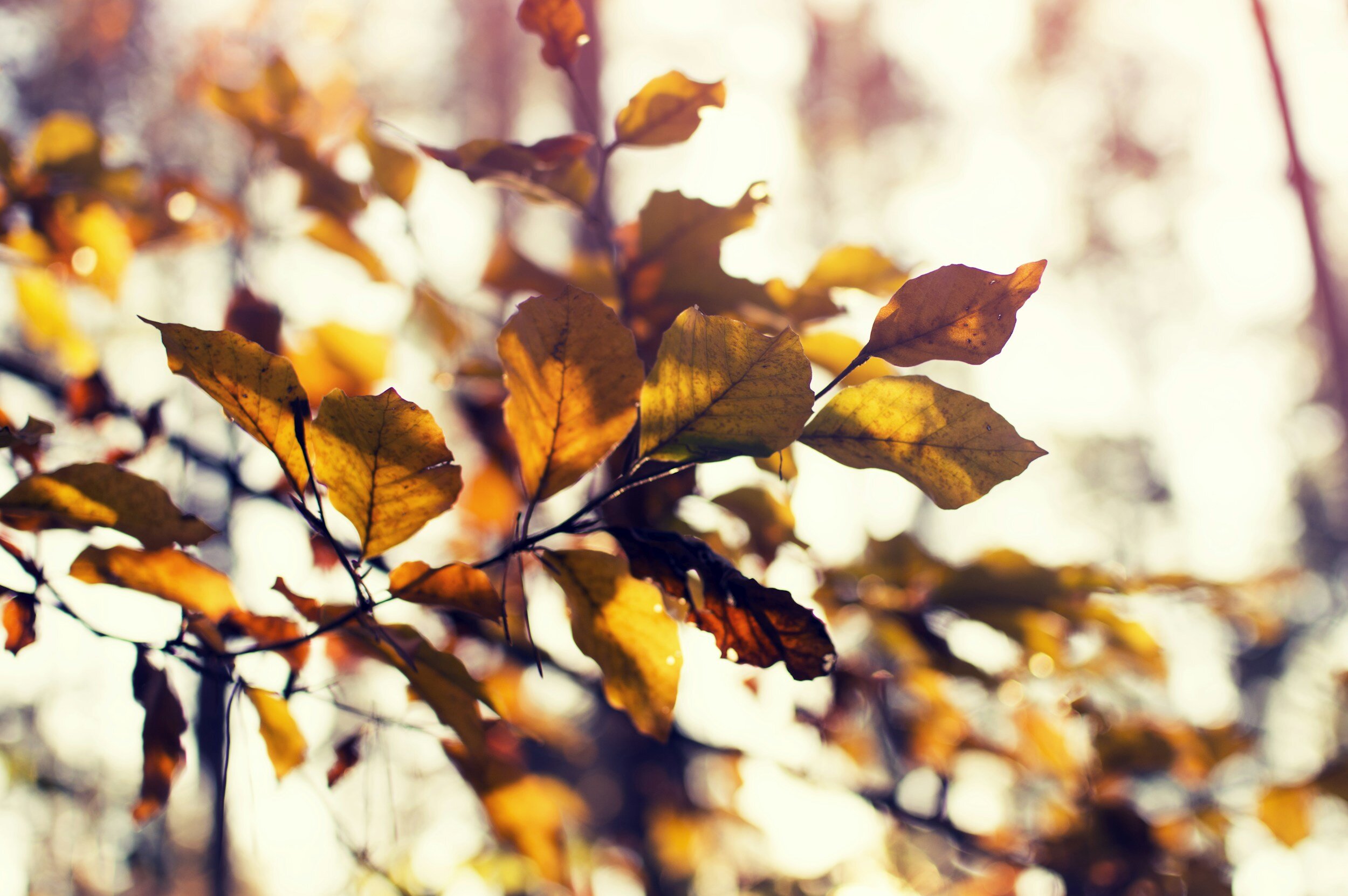 Fall into Fall, 2-Day Program