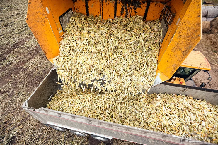 IMG_9036-SS_Sweet_Corn_Harvest_Dump_Cart.jpg