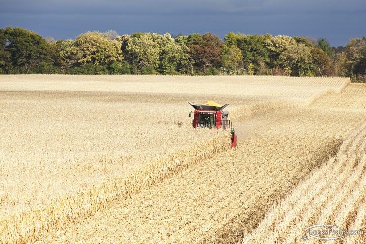 IMG_8633_SS_Case_Combine_Harvesting_CornSm.jpg