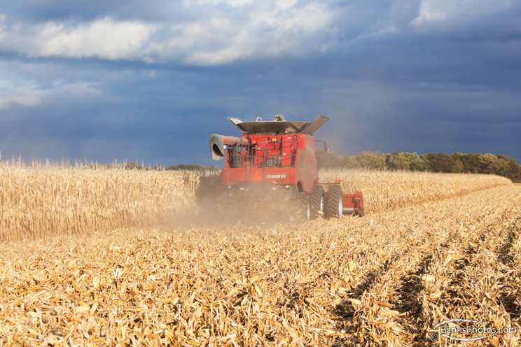 IMG_8737-SS_Case_Combine_Harvesting_Corn.jpg