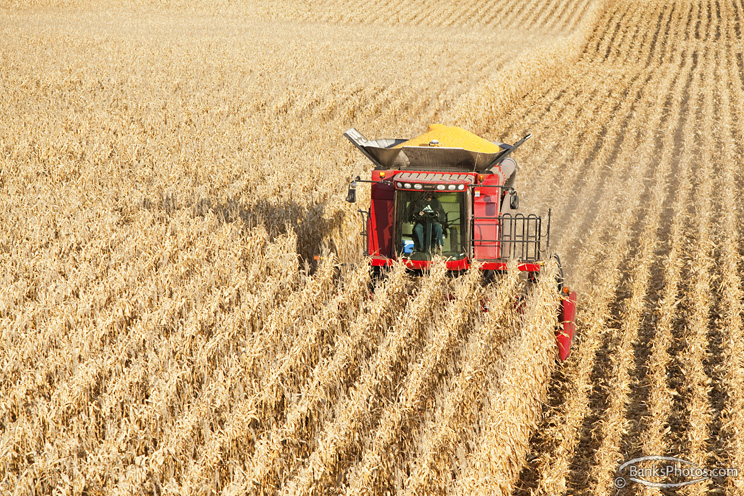 IMG_8747_SS-Case-Combine_Harvesting-Corn.jpg