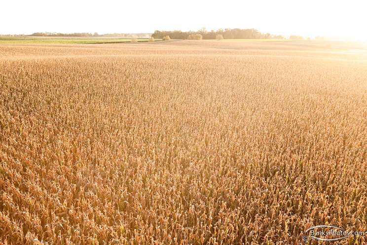 IMG_7558_SS-Fall-Cornfield-Sun.jpg