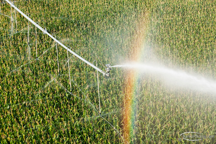 IMG_0133_SS-Agriculture-Pivot-Sprinkler-Corn.jpg