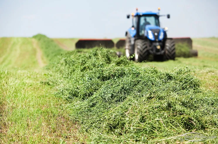 IMG_0110_SS-Hay-Merger.jpg