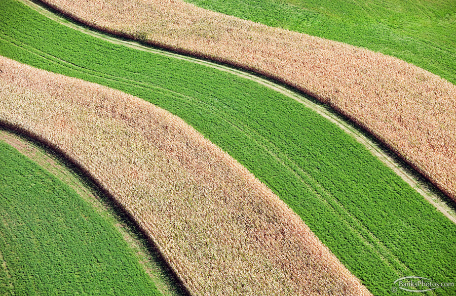 IMG_4662_SS-Corn-Hay-Strip-Crop-Aerial_Lg.jpg