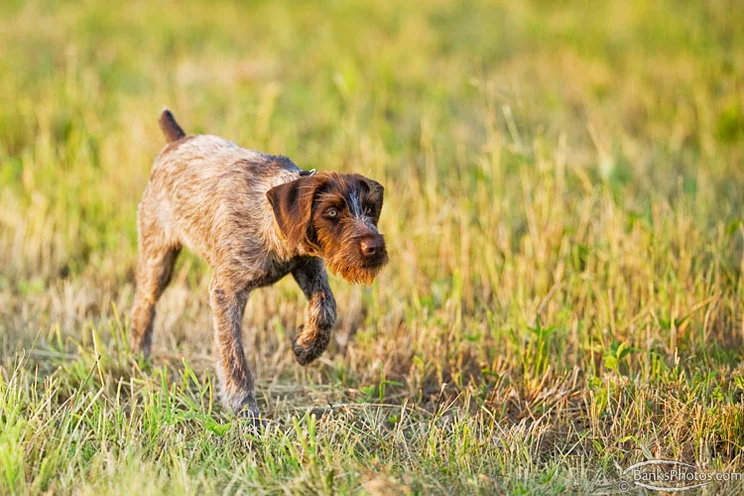 SS-Deutsch-Drahthaar-Puppy-Training.jpg