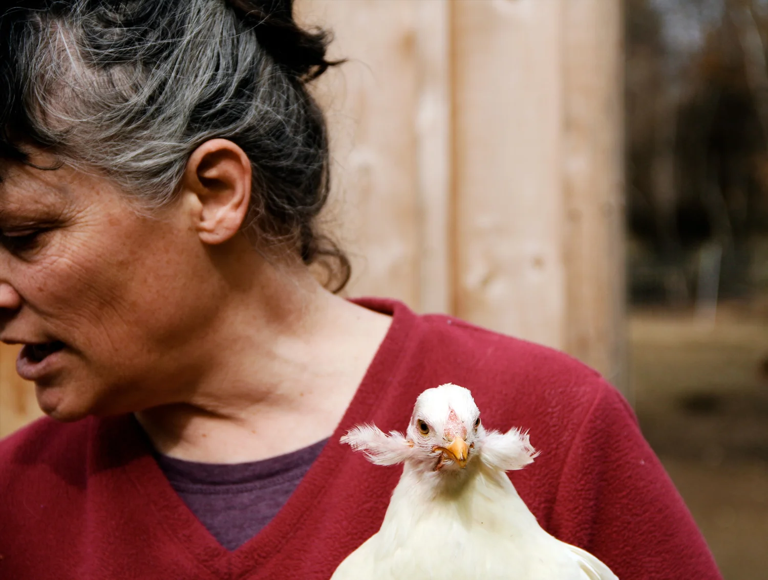 crawfords-chickens.jpg