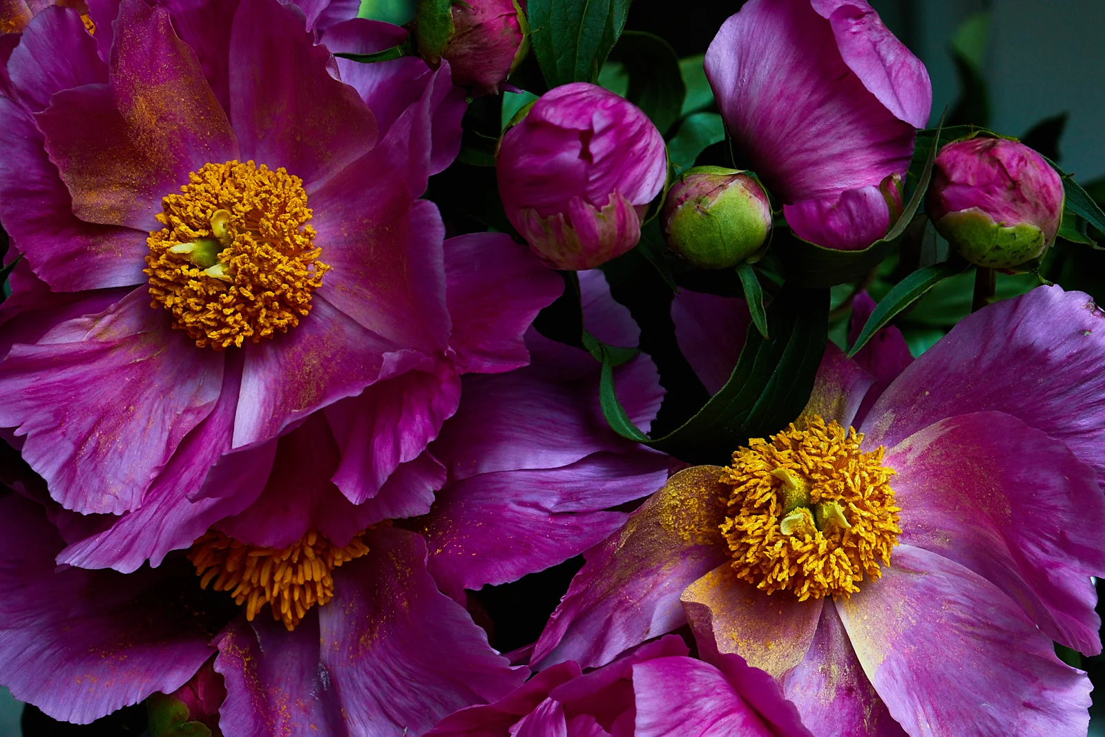 160519_garden_13.jpg