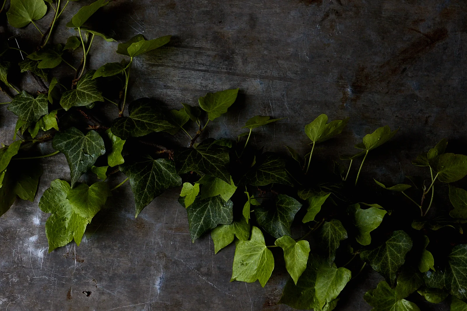 160519_garden_10.jpg
