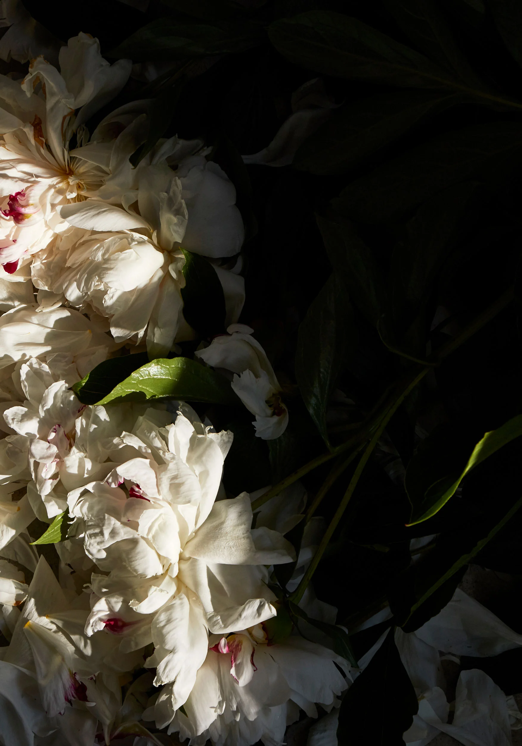 140101_floral_selects_23.jpg