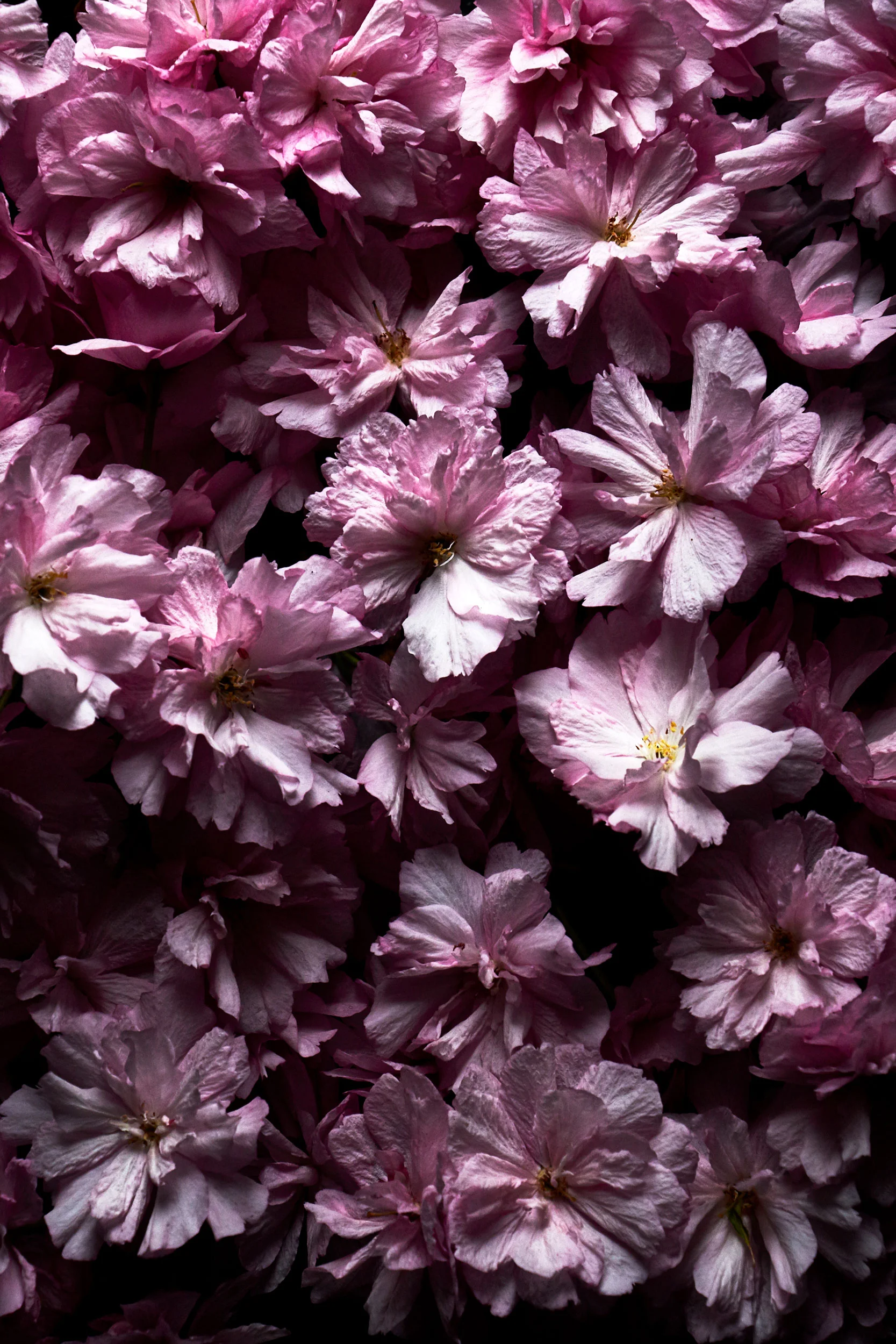 140101_Garden_selects_09.jpg