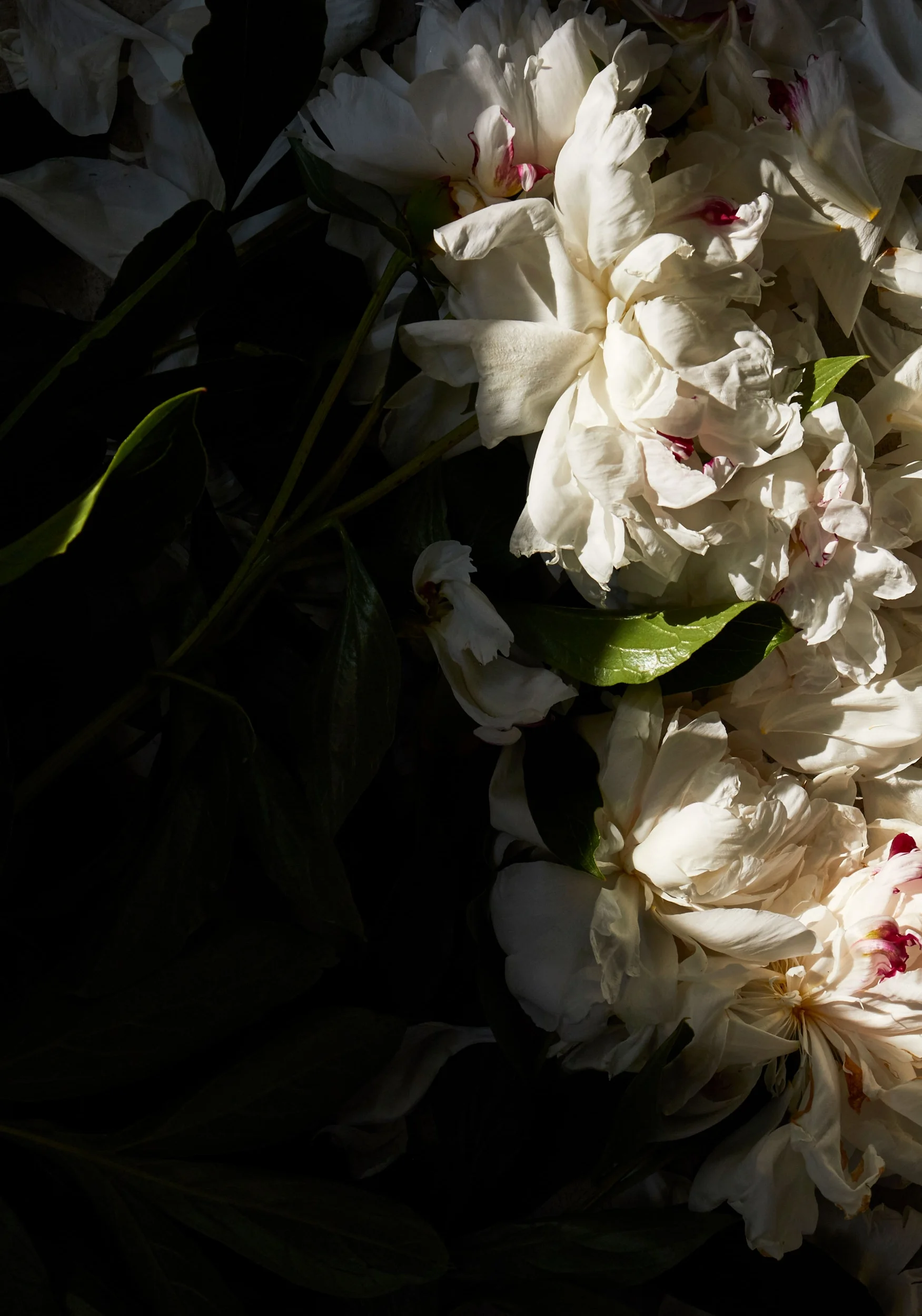 140101_floral_selects_23.jpg