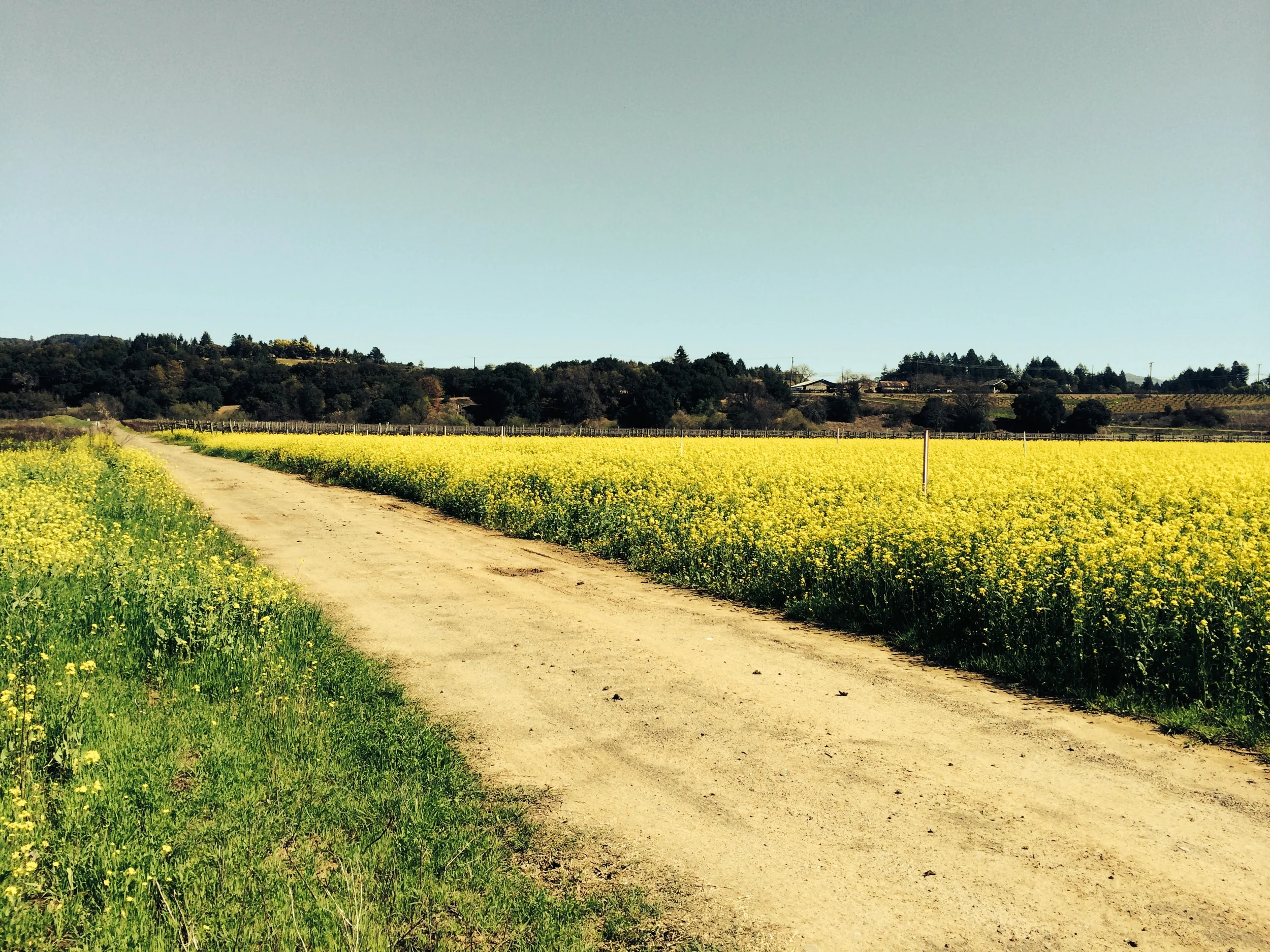 The raw field of Mustard. What you can't see is all the trash and metal hiding under the field.