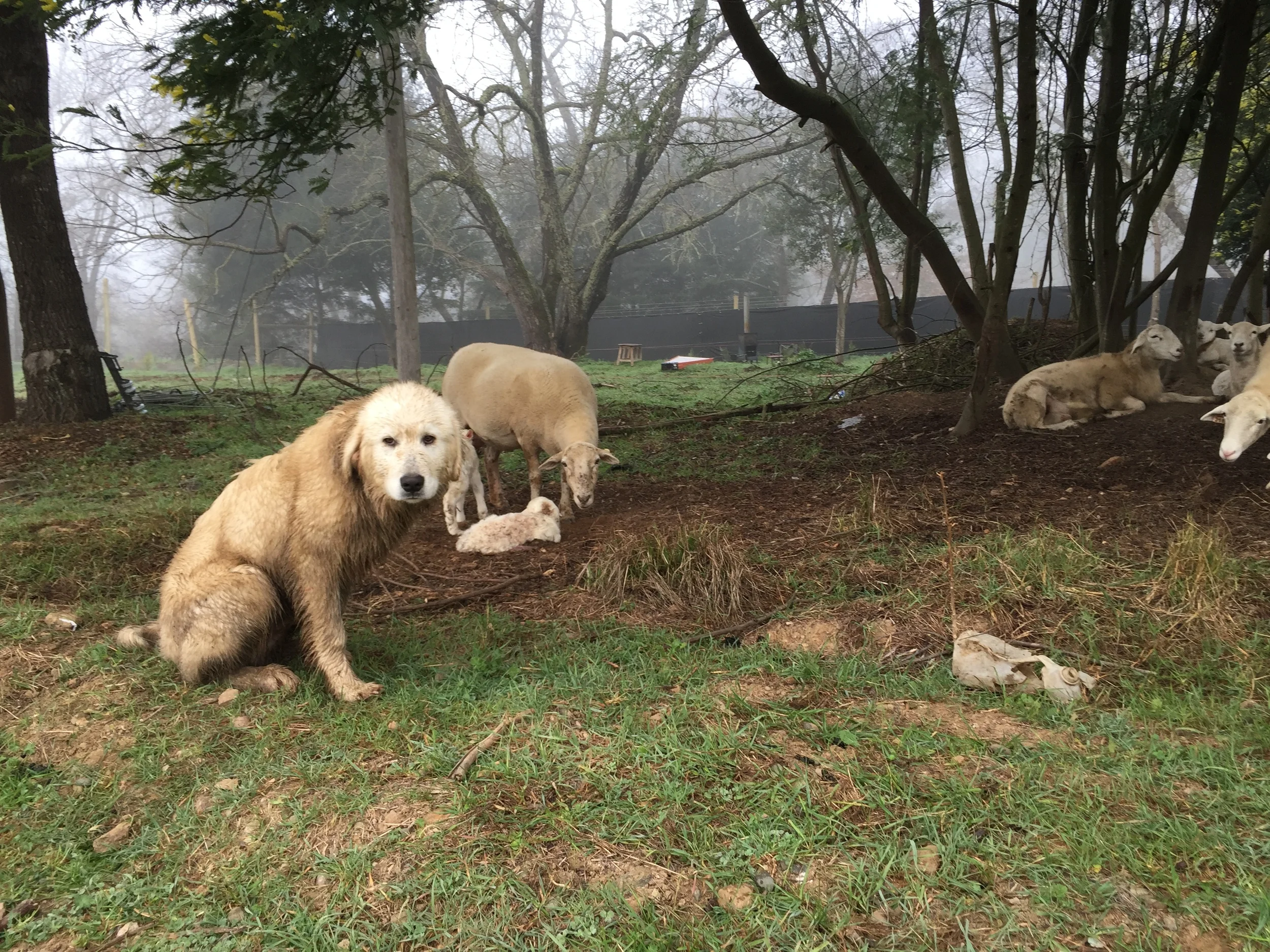 great pyrenees farm dog