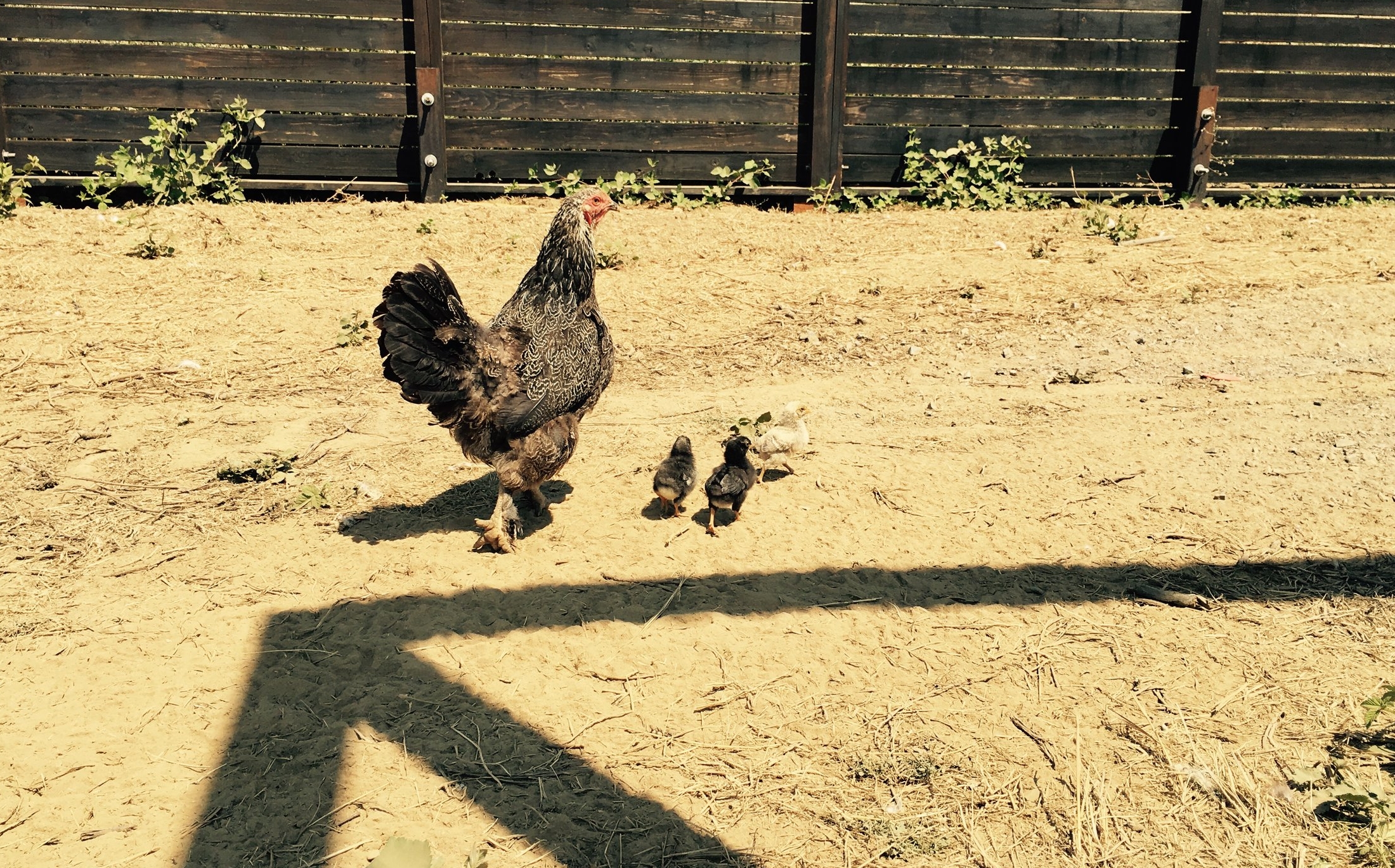 A mother and her babies. Our chickens live a natural life. They even raise their own families.