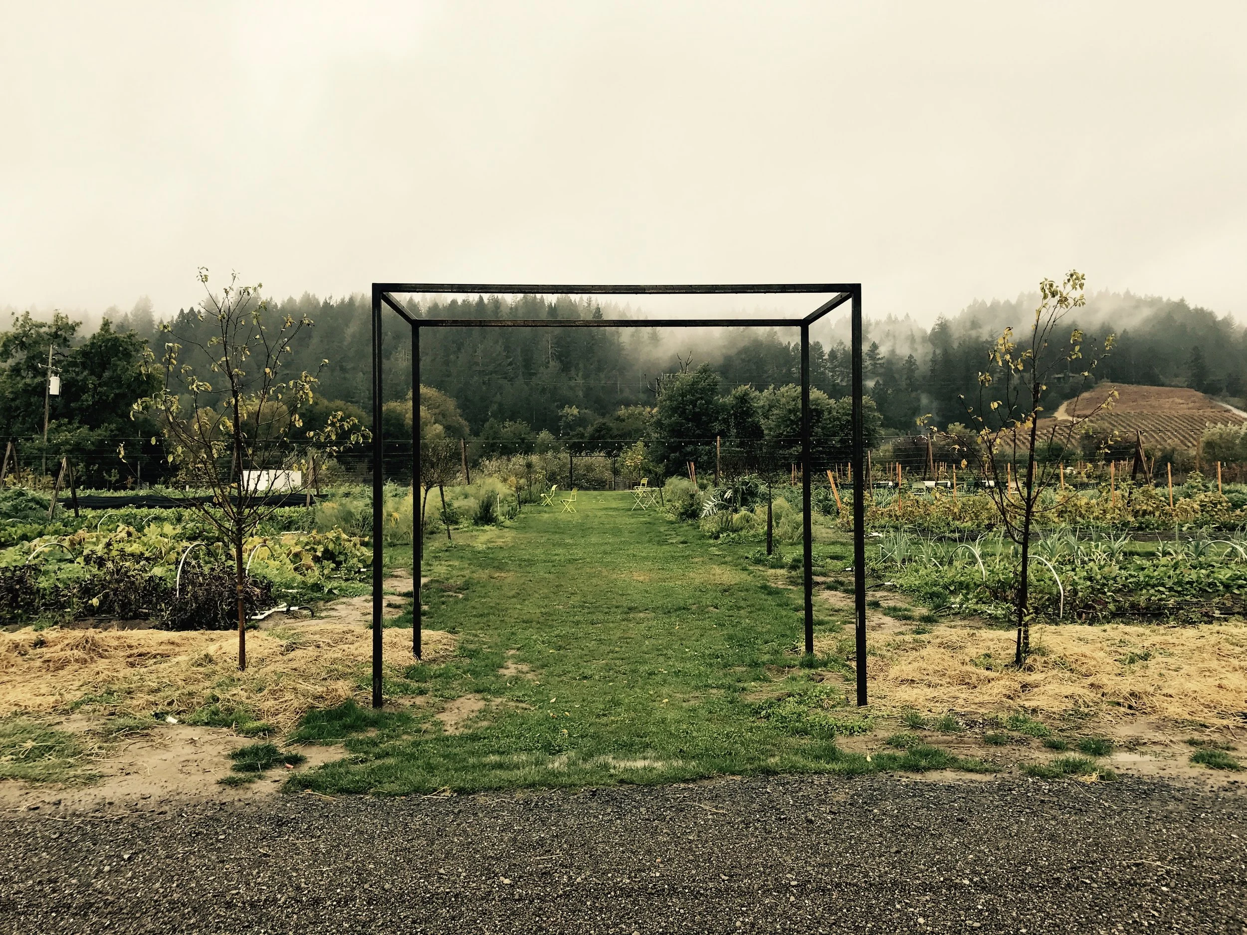 The beginning of the chefs garden. Metal entrance to the future trellis walls going around the garden. The living walls will be concord grapes, black berries, passion fruit, flowers.