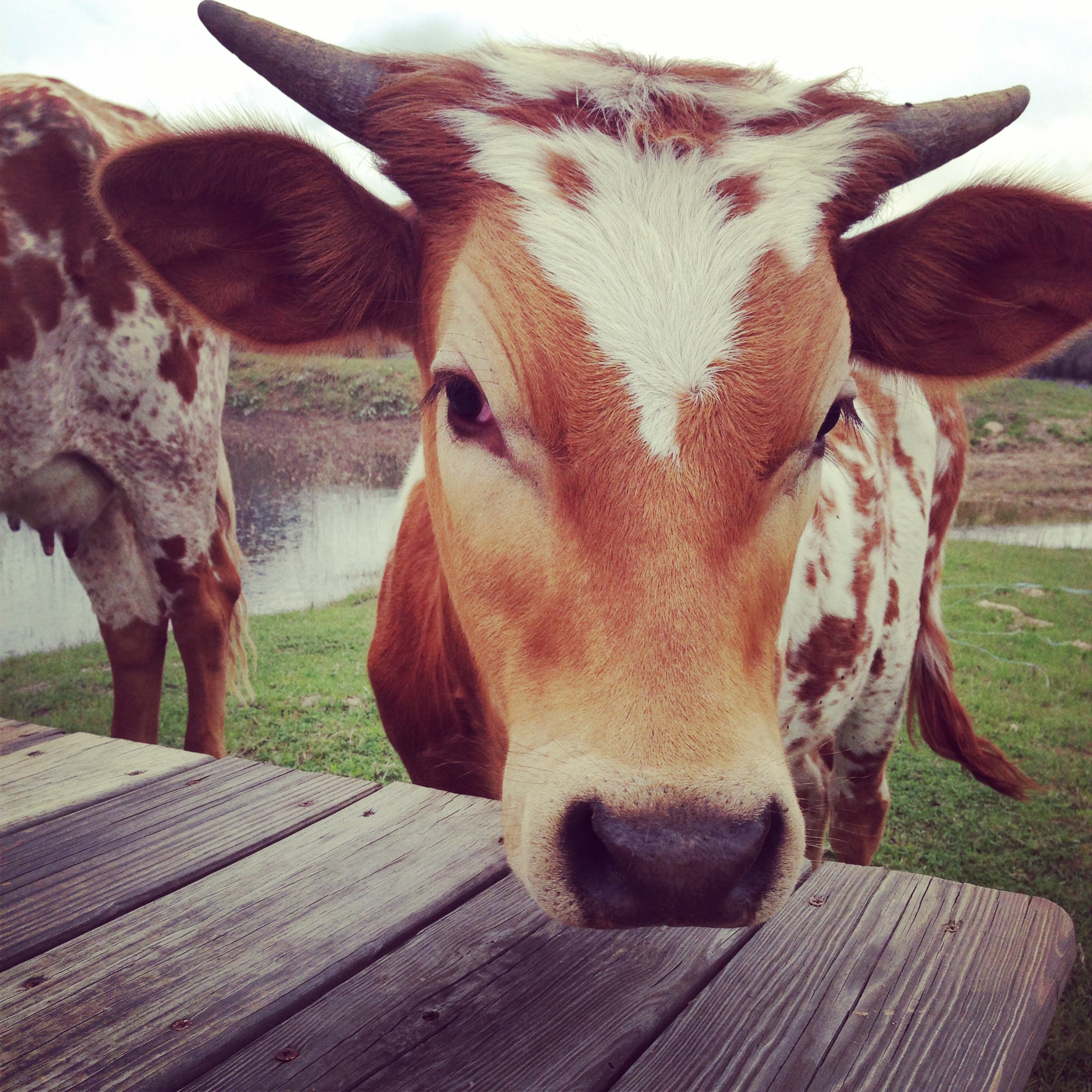 Yes. We were thisclose. This is a beautiful baby longhorn who would not let me whisper to her because she was hungry and just wanted some nomz. 