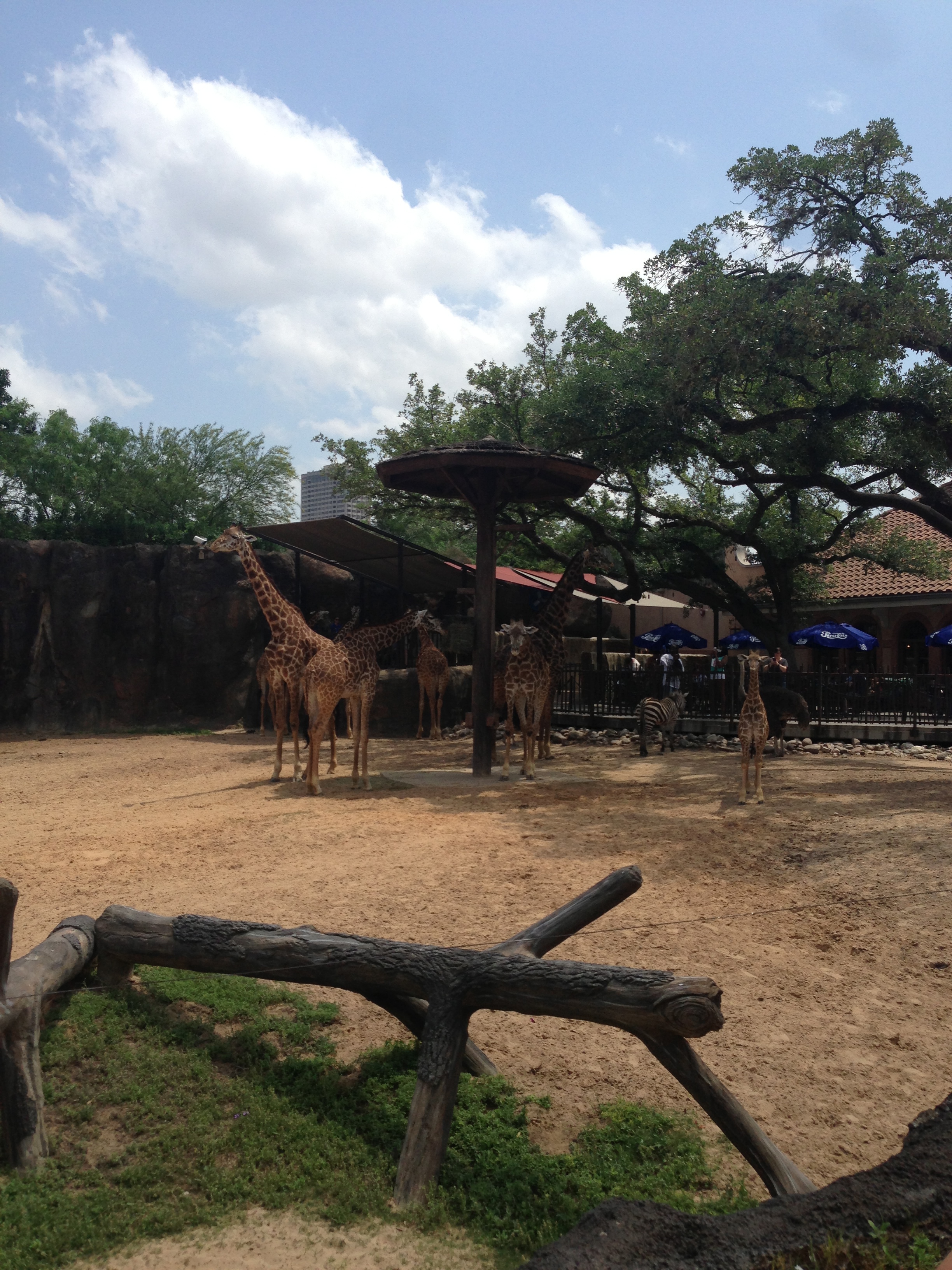 can you spot the baby giraffe? I die of the cuteness. 