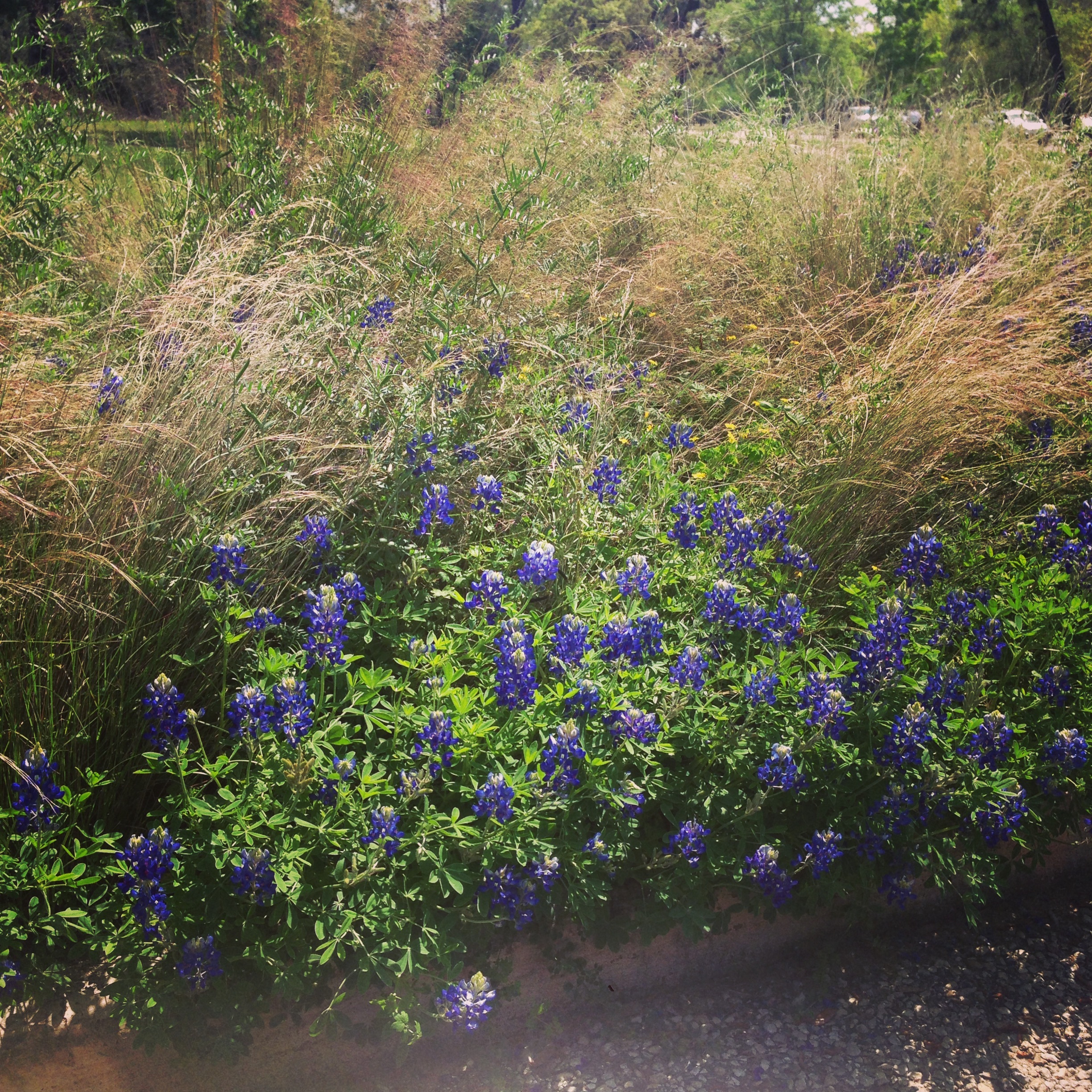 bluebonnets.jpeg
