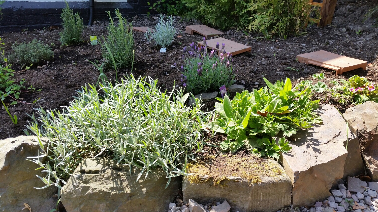 Our rockery