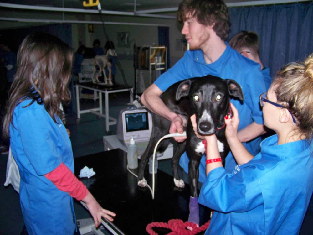 Getting into Vet School — The Association of Veterinary Students UK &  Ireland