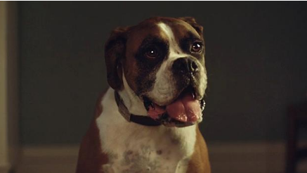  Above: the star of the show, Buster the Boxer (1)
