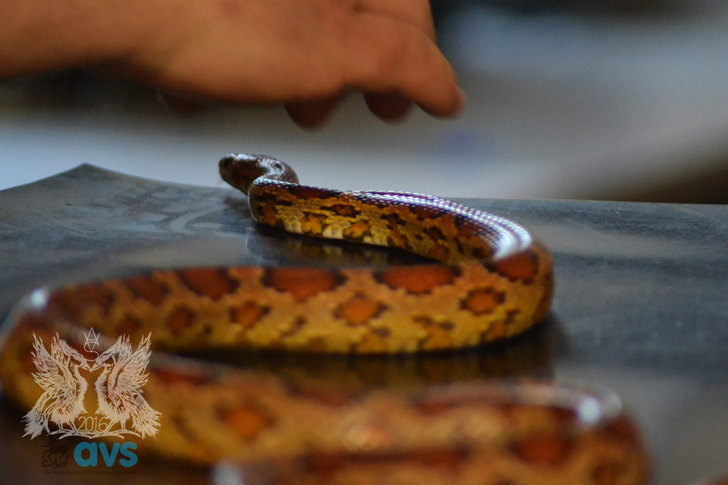 AVS and IVSA Election Results 2017 