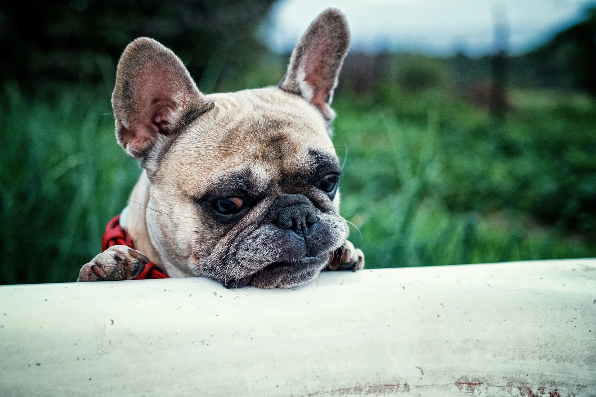 Brachycephalic Dogs 