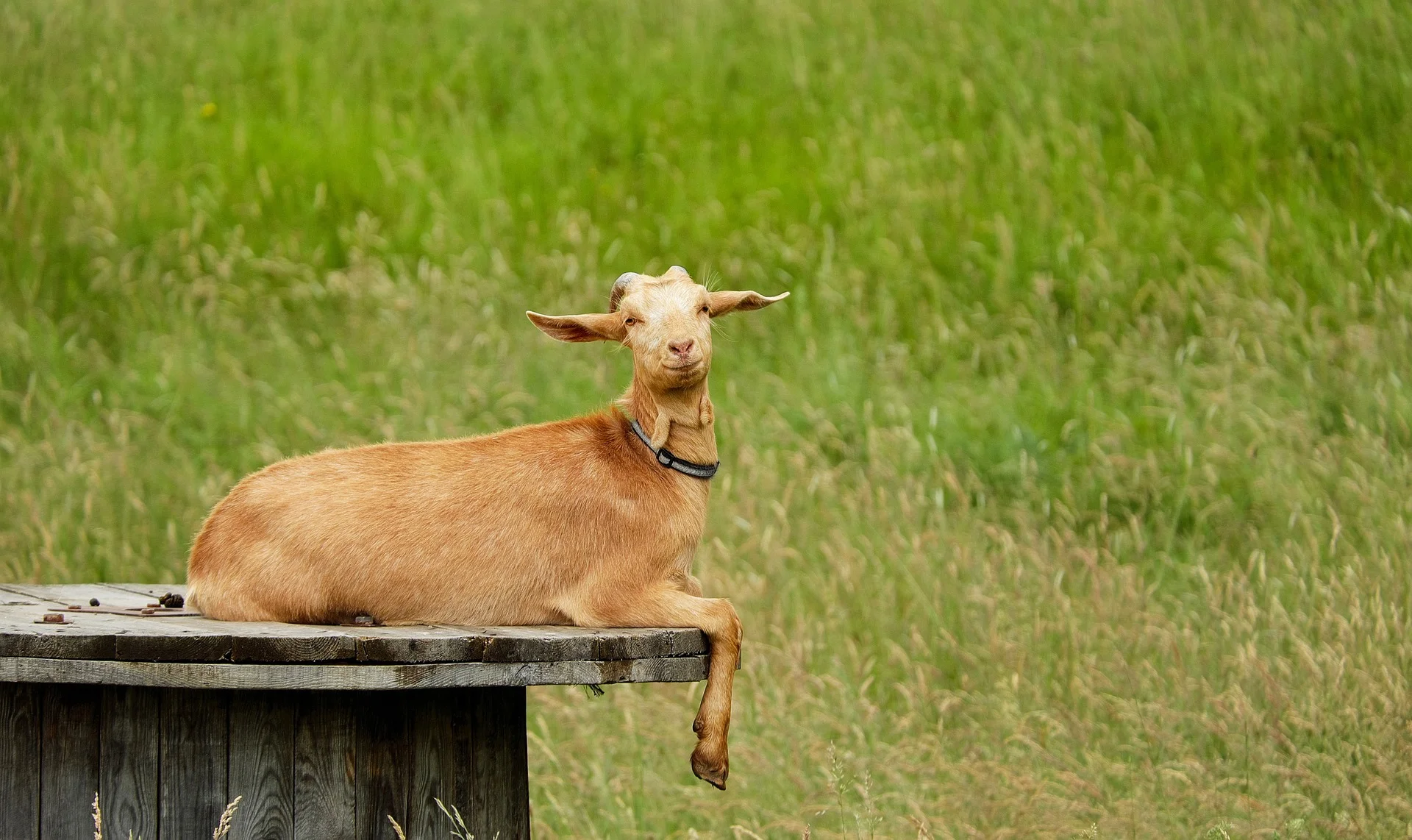 Harry Steele-Bodger Memorial Travel Scholarship