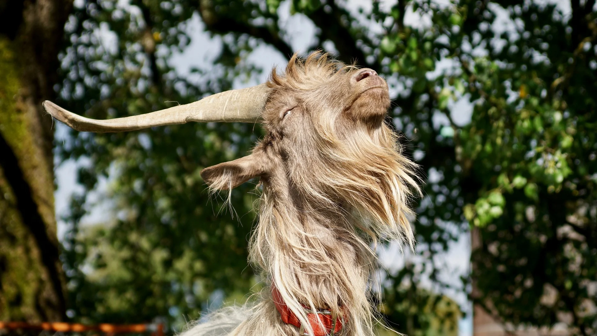 AVS & BVA Student Travel Grants 2018 - NOW OPEN!