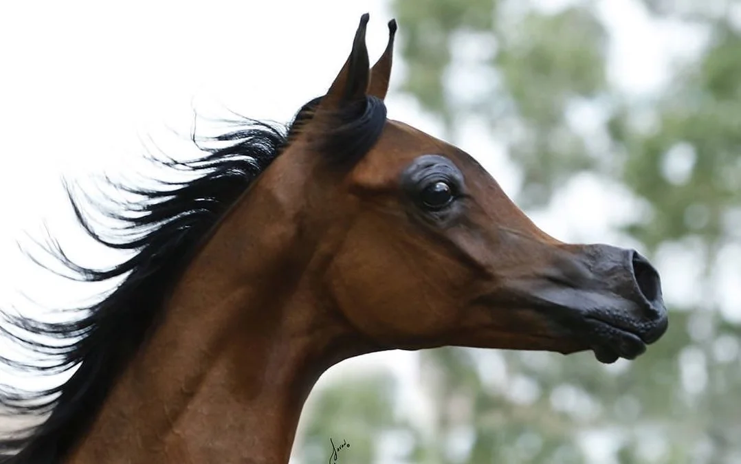 Horse Breeding - When is Enough Enough?